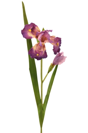 Schwertlilie Seidenblume lila