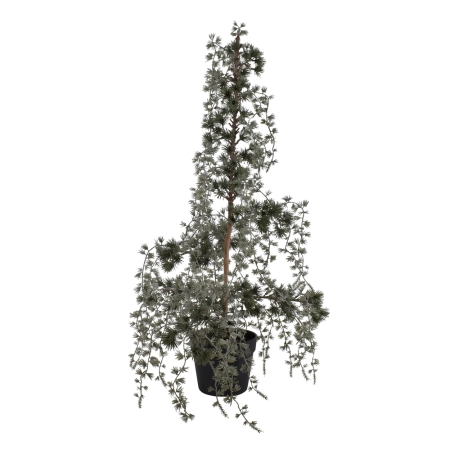 Zeder Baum 84 cm H